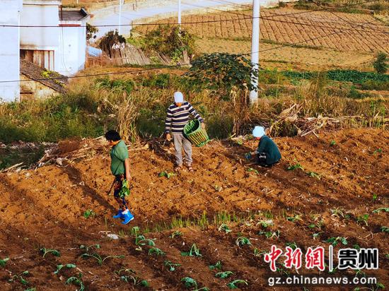 村民正忙着起苗、移栽油菜