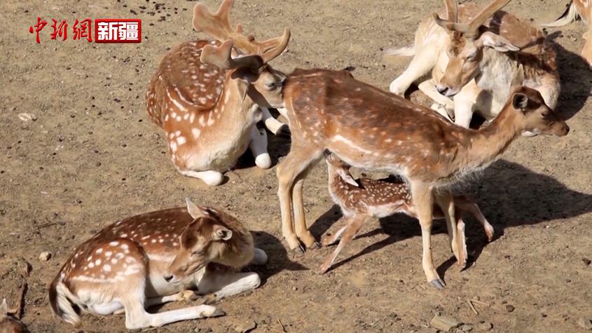 新疆拜城：特色养殖走出致富“鹿”