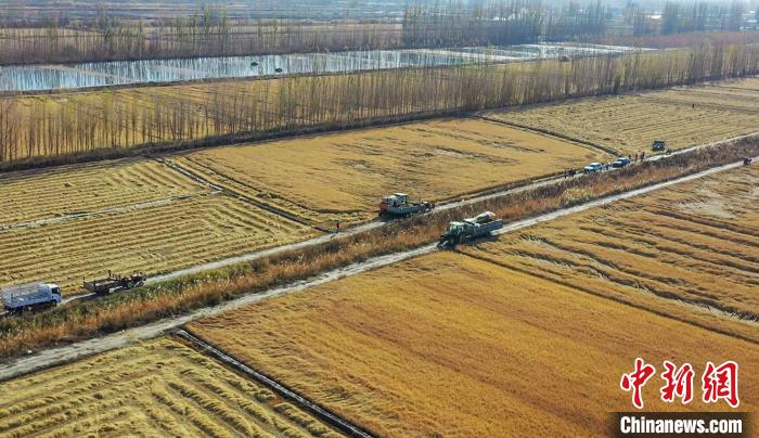 新疆博湖：水稻收割忙 繪就好“豐”景