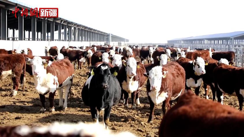 阿瓦提县：联合养殖壮大“牛”产业