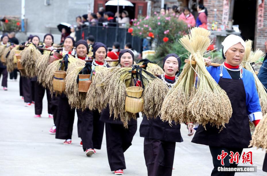 广西三江：举办红糯米文化节庆丰收