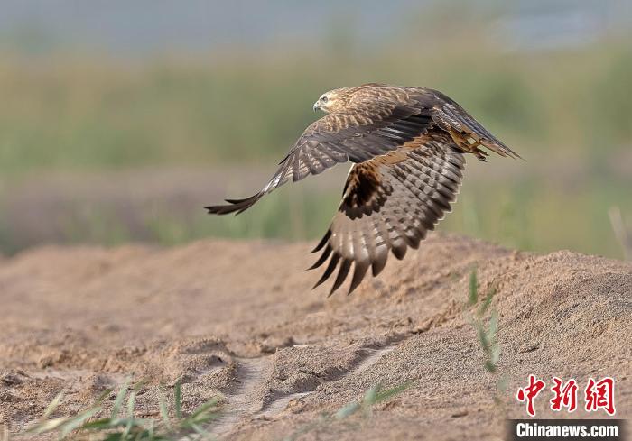 新疆喀什市鳥類本底調查項目初見成果 記錄到兩種珍稀動物集體出現