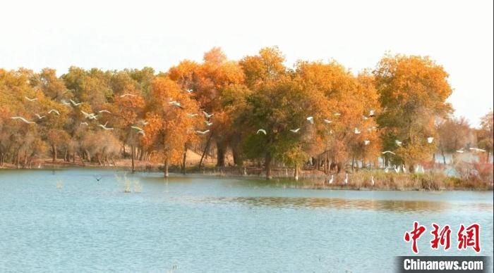 新疆羅布淖爾國家濕地公園碧水微瀾映胡楊 鷺鳥歡飛生態美