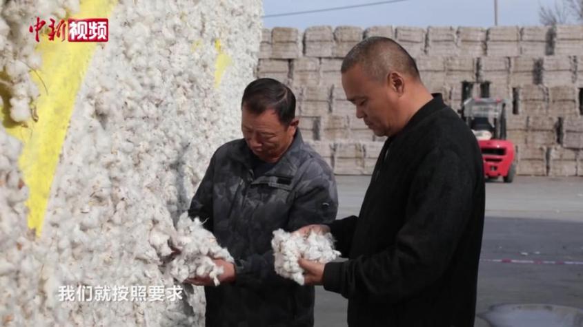 新疆瑪納斯縣74萬畝棉花獲豐收 籽棉質量可追溯