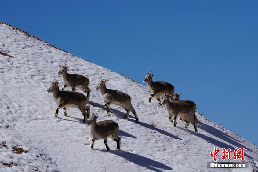 Wild animals in NW China's Xinjiang roam in snow