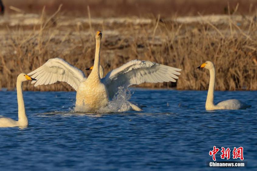 新疆博斯腾湖：天鹅舞翩跹 尽显和谐美