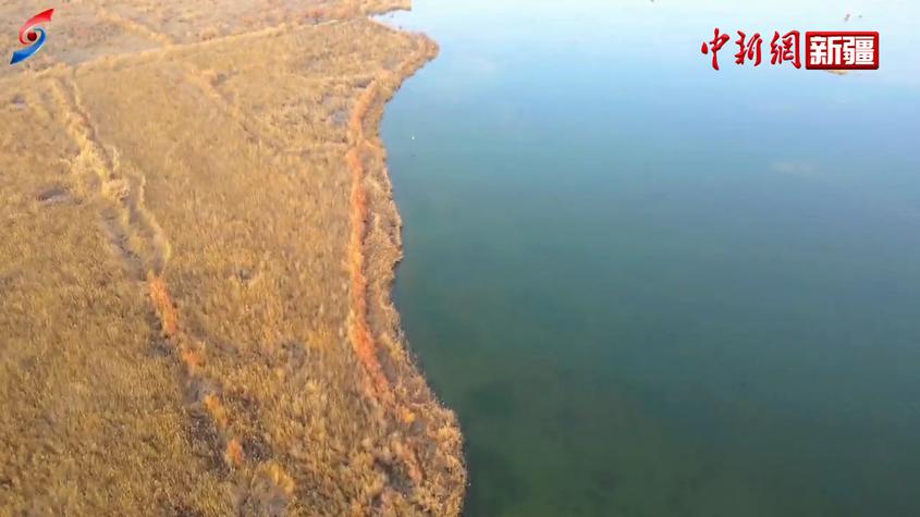 新疆沙雅科克布运湖成候鸟栖息地
