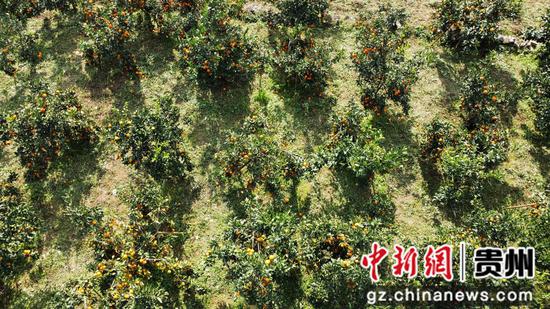 图为柏杨坪柑橘采摘园航拍 杨威摄 图为柏杨坪柑橘采摘园航拍 杨威摄