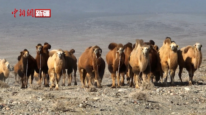 温宿县三千骆驼“驮”起牧民好日子