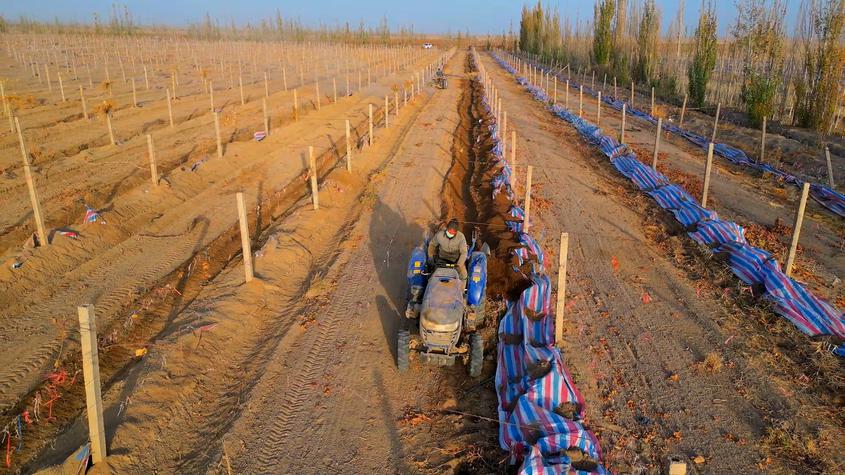 拜城縣1.75萬畝葡萄“冬眠”穿“新衣”機械助力節本增效