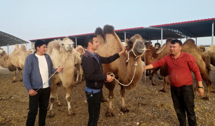 图为养殖大户沙拉依丁·赛买提养殖的骆驼。艾热提 摄

