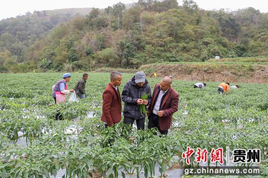2023年11月15日，农技人员在贵州省黔南布依族苗族自治州罗甸县红水河镇相亭村的辣椒种植基地开展技术指导 。