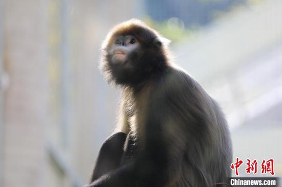 图为生活在贵州梵净山的黔金丝猴。李鹤 摄