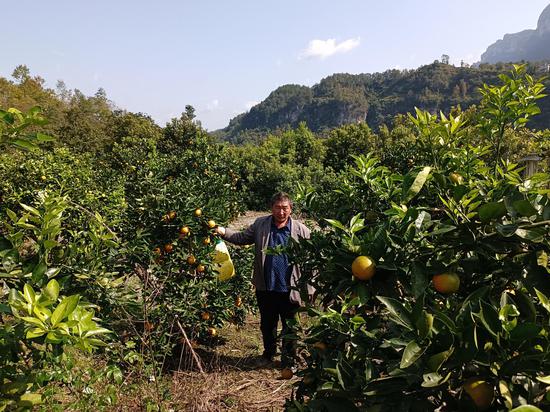 图为长脚村 村民正在采摘柑橘 邹林燕摄