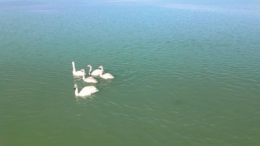 新疆沙雅縣：帕滿湖迎來數千只白天鵝