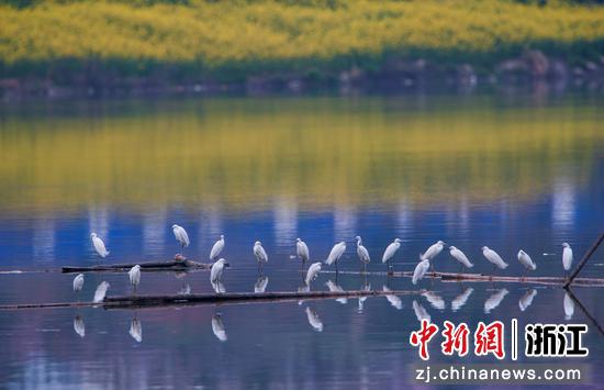 白鹭在河湖栖息。金华市摄影协会 供图
