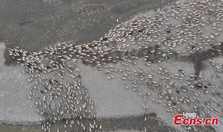 Herders transfer livestock in Xinjiang