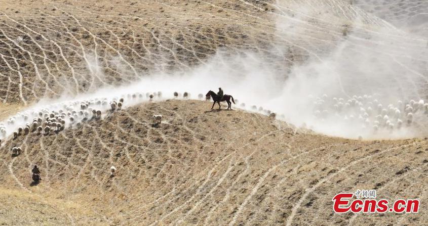 A herder drives his livestock under the Kunlun Mountains in northwest China‘s Xinjiang Uyghur Autonomous Region。 （Photo： China News Service/Wang Zhen）