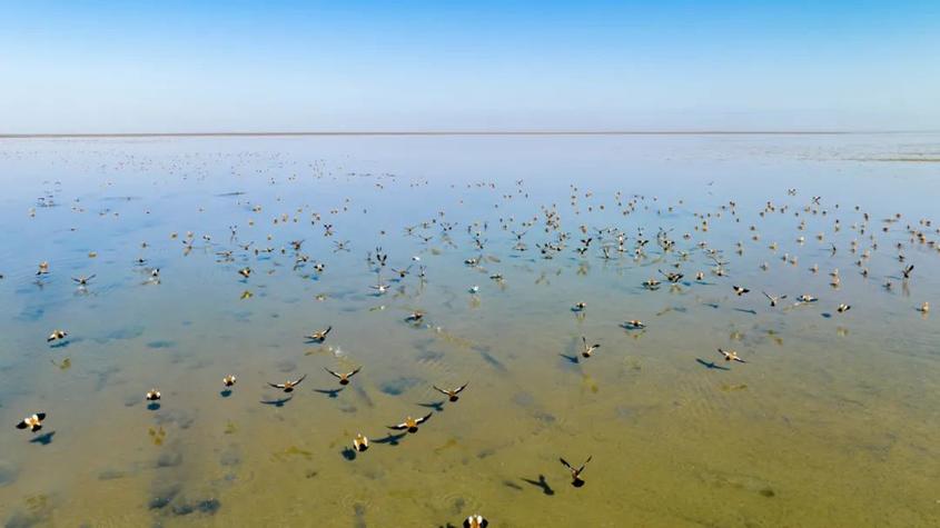 守护候鸟精灵 新疆艾比湖保护区建起5座生态观鸟屋