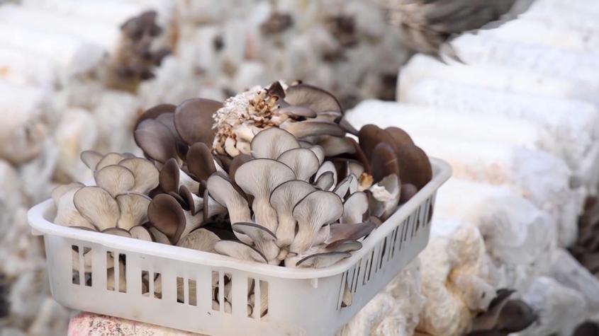 新疆乌什县：三万多棒平菇迎来大丰收
