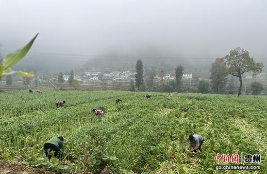 图为工人正在收割贡菜。杨冬 摄