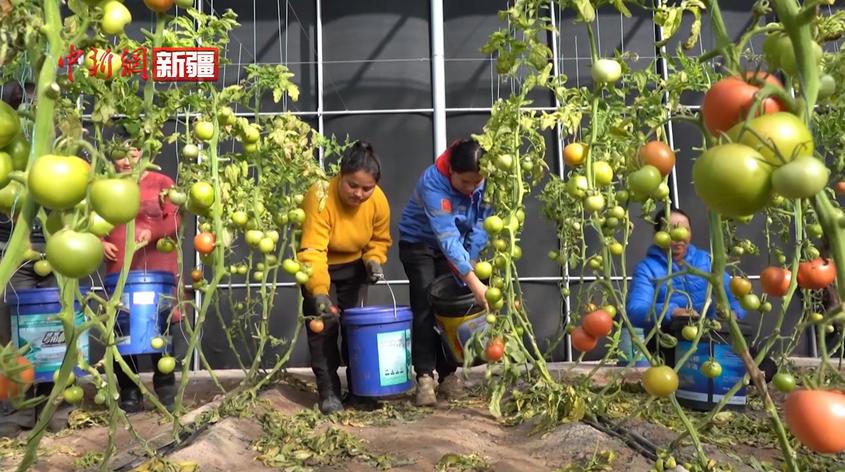 新疆阿克蘇：做好冬菜儲備工作 保障群眾“菜籃子”