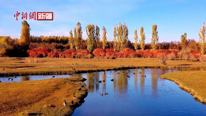 新疆拜城县：亚曼苏湿地迎来越冬候鸟迁徙高峰