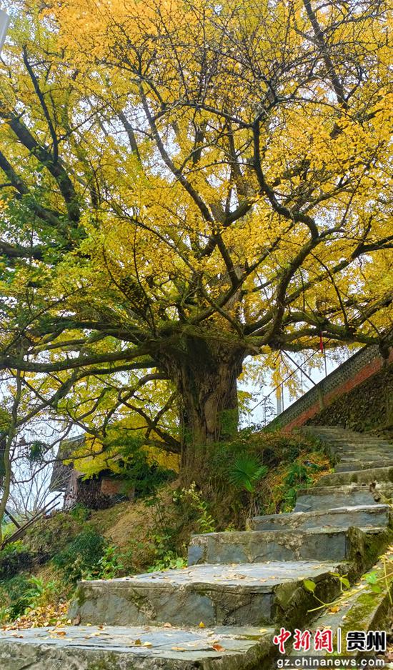 位于贵州雷山县西江镇北建村的一株千年银杏树迎来最佳观赏期。