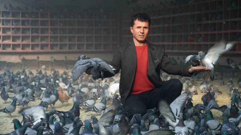 新疆阿克蘇地區柯坪縣小鴿子養出“大產業”