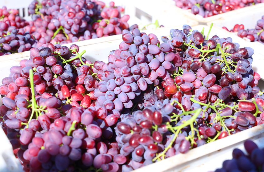 考察不到兩小時，菲律賓客商當場訂下3000噸新疆博樂葡萄
