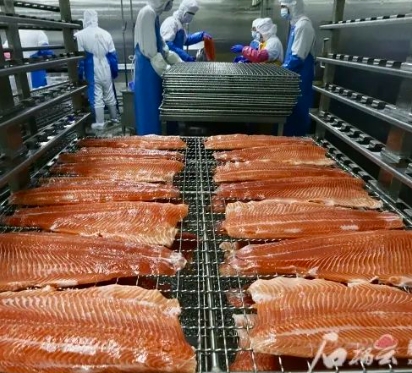 新疆三文魚拿到出口歐盟“通行證”