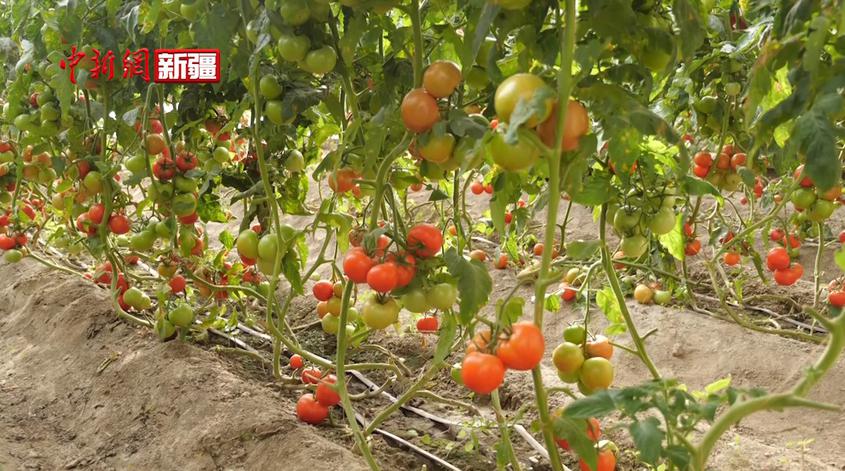 新疆沙雅：设施农业“种”出乡村振兴好“钱”景