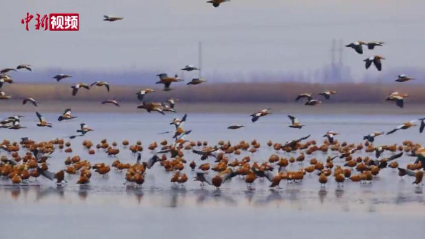 實拍萬只赤麻鴨遷徙新疆烏倫古湖