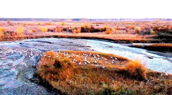 拜城县米吉克乡亚曼苏湿地，吸引大批候鸟前来越冬。通讯员　阿卜杜艾则孜·图尔荪 摄