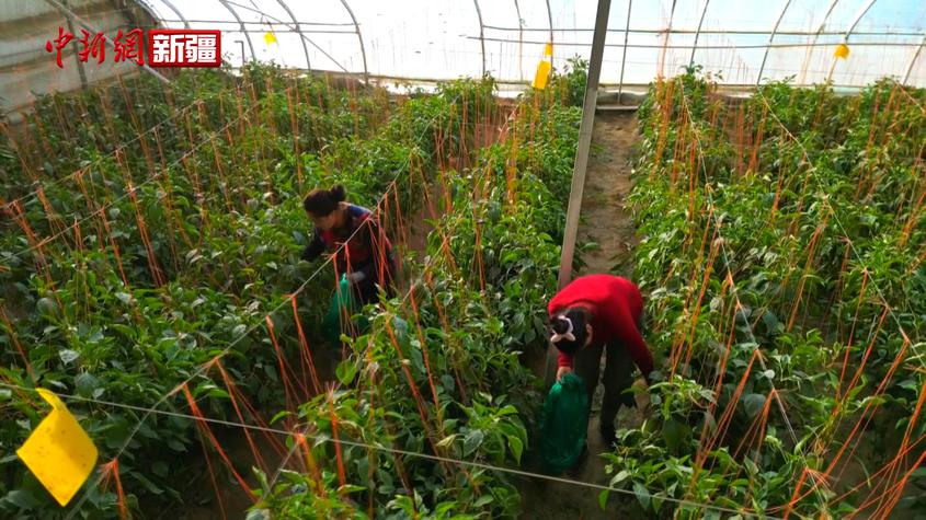 新疆若羌：冬季大棚绿意浓 新鲜蔬菜火热上市