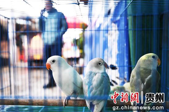 11月30日，贵钢花鸟市场内的小鹦鹉十分讨人喜爱。