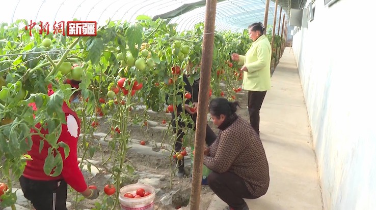 新疆拜城县：大棚蔬菜喜丰收 产业兴旺促振兴 