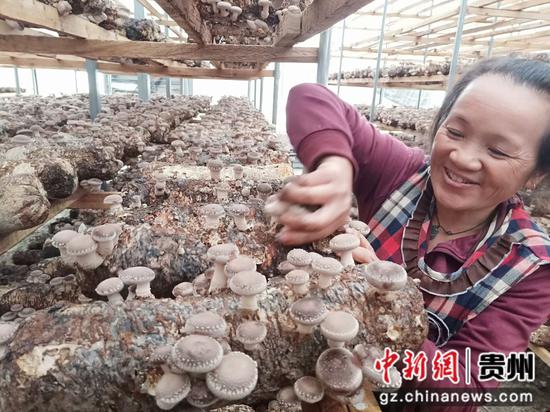 图为南猛村村民在自家的食用菌“微农场”采摘香菇