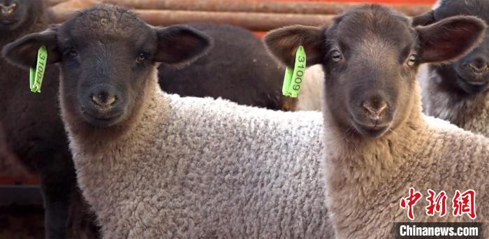 养殖多胎萨福克羊能使经济效益和环境效益双提高。一八四团农业发展服务中心供图