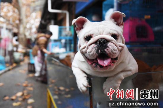 11月30日，贵钢花鸟市场内的八哥犬十分可爱。