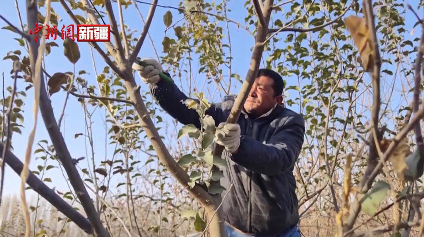 新疆阿克苏：秋冬果树管护忙