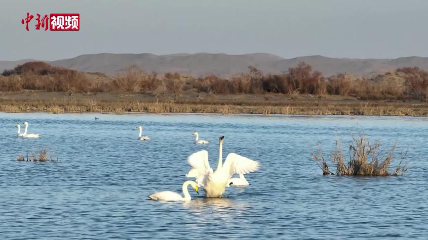 新疆博斯騰湖迎來成群天鵝棲息越冬