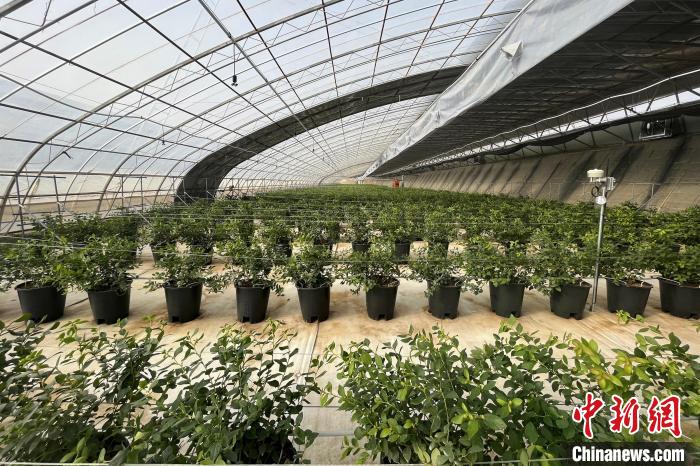 新疆阿拉尔建全产业链智慧蓝莓种植基地