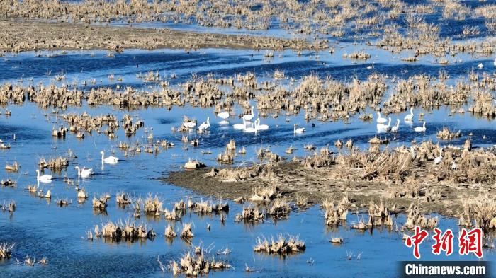 大批天鵝飛抵新疆博湖等地越冬