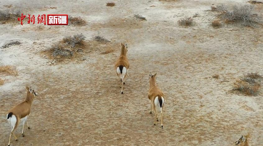 新疆昌吉市：北部荒漠生態區鵝喉羚種群已超500只