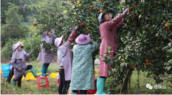 古桃村村民在百乐德柑橘基地摘果劳作。（黄兰银 摄）