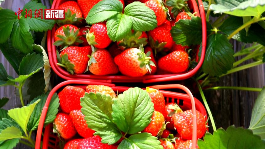 新疆温宿：草莓抢鲜上市 映红“甜蜜”日子