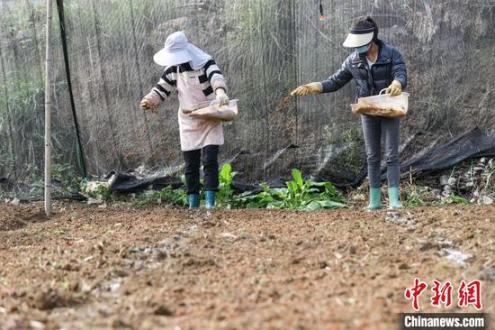 图为两位工作人员在播种羊肚菌。　中新网记者 瞿宏伦 摄