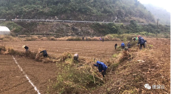 黄菲梅组织村干、古桃村村民到百香果基地翻整土地种植百香果。