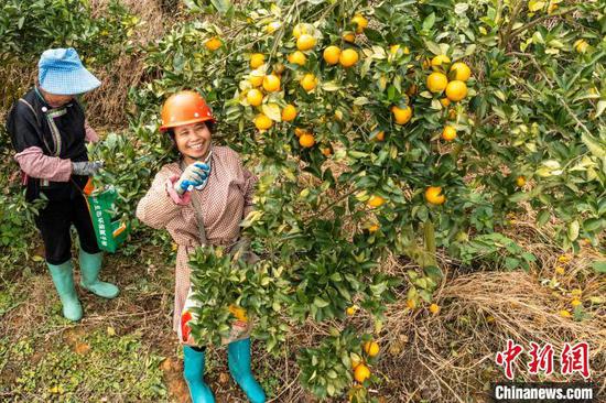 村民在贵州省从江县丙妹镇大塘村南瓦柑橘园采摘贡柑（无人机照片）。吴德军 摄